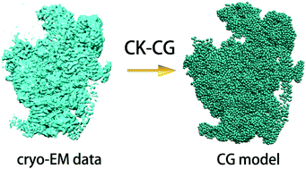 Graphical abstract: A new method for the construction of coarse-grained models of large biomolecules from low-resolution cryo-electron microscopy data