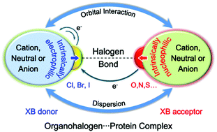 Graphical abstract: Halogen bonding in differently charged complexes: basic profile, essential interaction terms and intrinsic σ-hole