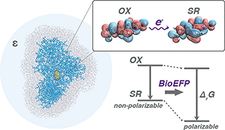 Graphical abstract: Polarizable embedding for simulating redox potentials of biomolecules