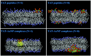 Graphical abstract: Molecular mechanism of HIV-1 TAT peptide and its conjugated gold nanoparticles translocating across lipid membranes