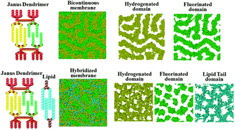 Graphical abstract: Bilayered membranes of Janus dendrimers with hybrid hydrogenated and fluorinated dendrons: microstructures and coassembly with lipids