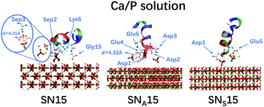 Graphical abstract: Computer simulations of the adsorption of an N-terminal peptide of statherin, SN15, and its mutants on hydroxyapatite surfaces