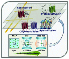 Graphical abstract: Exploring membrane organization at varying spatiotemporal resolutions utilizing fluorescence-based approaches: implications in membrane biology