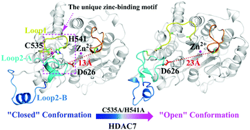 Graphical abstract: Conformational dynamics and allosteric effect modulated by the unique zinc-binding motif in class IIa HDACs