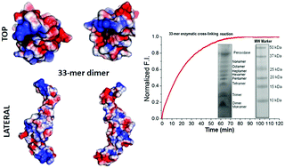 Graphical abstract: Molecular mechanisms of 33-mer gliadin peptide oligomerisation