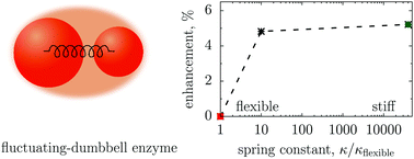 Graphical abstract: Brownian dynamics assessment of enhanced diffusion exhibited by ‘fluctuating-dumbbell enzymes’