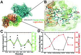 Graphical abstract: Exploration of HIV-1 fusion peptide–antibody VRC34.01 binding reveals fundamental neutralization sites