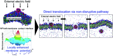 Graphical abstract: Direct translocation of nanoparticles across a model cell membrane by nanoparticle-induced local enhancement of membrane potential