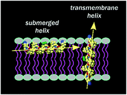 Graphical abstract: Bilayer thickness determines the alignment of model polyproline helices in lipid membranes