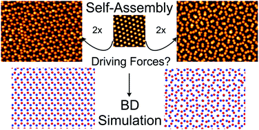 Graphical abstract: Moiré and honeycomb lattices through self-assembly of hard-core/soft-shell microgels: experiment and simulation
