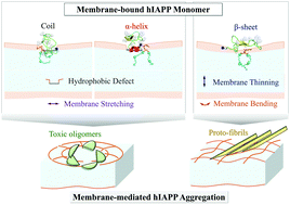 Graphical abstract: Formation of α-helical and β-sheet structures in membrane-bound human IAPP monomer and the resulting membrane deformation