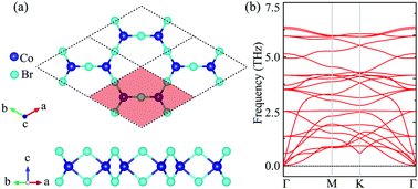 Graphical abstract: Two-dimensional transition-metal halide CoBr3 with spin-polarized Dirac cone