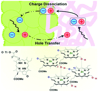 Graphical abstract: Charge transfer dynamics in chlorophyll-based biosolar cells