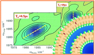 Graphical abstract: Free volume and dynamics in a lipid bilayer
