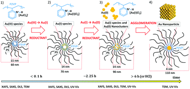 Graphical abstract: Identification of the key steps in the self-assembly of homogeneous gold metal nanoparticles produced using inverse micelles