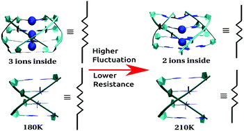 Graphical abstract: Tuning molecular fluctuation to boost the conductance in DNA based molecular wires