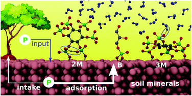 Graphical abstract: QM/MM simulations of organic phosphorus adsorption at the diaspore–water interface