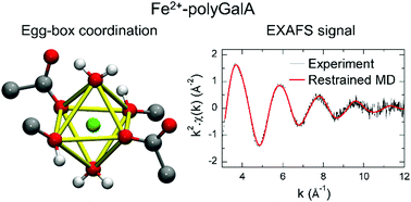 Graphical abstract: Evidence for an egg-box-like structure in iron(ii)–polygalacturonate hydrogels: a combined EXAFS and molecular dynamics simulation study