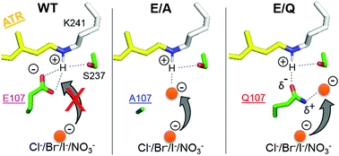 Graphical abstract: Anion binding to mutants of the Schiff base counterion in heliorhodopsin 48C12