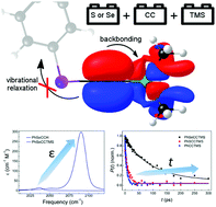 Graphical abstract: Simultaneous enhancement of transition dipole strength and vibrational lifetime of an alkyne IR probe via π-d backbonding and vibrational decoupling