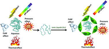 Graphical abstract: Strategic planning of proteins in ionic liquids: future solvents for the enhanced stability of proteins against multiple stresses