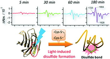 Graphical abstract: Time-resolved FTIR study on the structural switching of human galectin-1 by light-induced disulfide bond formation