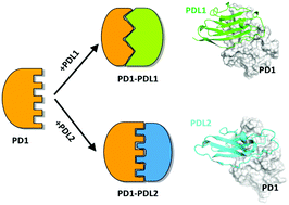 Graphical abstract: Recognition of PDL1/L2 by different induced-fit mechanisms of PD1: a comparative study of molecular dynamics simulations