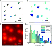 Graphical abstract: Bayesian analysis of data from segmented super-resolution images for quantifying protein clustering