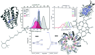 Graphical abstract: Benchmark and performance of long-range corrected time-dependent density functional tight binding (LC-TD-DFTB) on rhodopsins and light-harvesting complexes