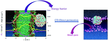 Graphical abstract: Translocation of a hydroxyl functionalized carbon dot across a lipid bilayer: an all-atom molecular dynamics simulation study