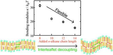 Graphical abstract: Interleaflet coupling of n-alkane incorporated bilayers