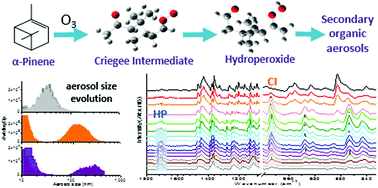 Graphical abstract: Evidence and evolution of Criegee intermediates, hydroperoxides and secondary organic aerosols formed via ozonolysis of α-pinene