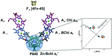 Graphical abstract: Two-dimensional 67Zn HYSCORE spectroscopy reveals that a Zn-bacteriochlorophyll aP′ dimer is the primary donor (P840) in the type-1 reaction centers of Chloracidobacterium thermophilum