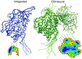 Graphical abstract: Molecular dynamics simulations reveal distinct differences in conformational dynamics and thermodynamics between the unliganded and CD4-bound states of HIV-1 gp120