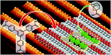 Graphical abstract: Shape controlled assembly of carboxylic acids: formation of a binary monolayer by intercalation into molecular nanotunnels