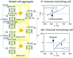 Graphical abstract: Electrical cell-to-cell communication using aggregates of model cells