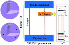 Graphical abstract: New insights on the energy transfer mechanisms of Eu-doped CdS quantum dots