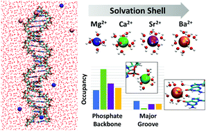 Graphical abstract: Molecular dynamics simulations of alkaline earth metal ions binding to DNA reveal ion size and hydration effects