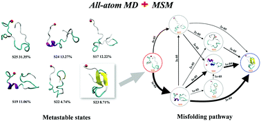 Graphical abstract: The misfolding mechanism of the key fragment R3 of tau protein: a combined molecular dynamics simulation and Markov state model study