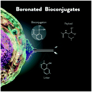 Graphical abstract: Boronic acids as building blocks for the construction of therapeutically useful bioconjugates