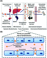 Graphical abstract: Nanoparticles' interactions with vasculature in diseases