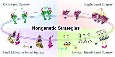 Graphical abstract: Nongenetic engineering strategies for regulating receptor oligomerization in living cells
