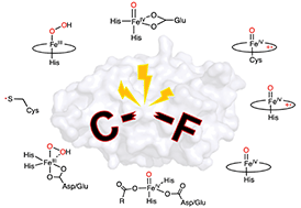 Graphical abstract: Carbon–fluorine bond cleavage mediated by metalloenzymes