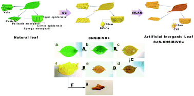 Graphical abstract: Construction of an artificial inorganic leaf CdS–BiVO4 Z-scheme and its enhancement activities for pollutant degradation and hydrogen evolution