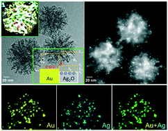 Graphical abstract: Interfacial electron transfer promotes photo-catalytic reduction of 4-nitrophenol by Au/Ag2O nanoparticles confined in dendritic mesoporous silica nanospheres