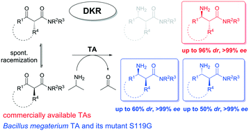 Efficient synthesis of α-alkyl-β-amino amides by transaminase-mediated dynamic kinetic resolutions
