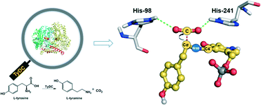 Graphical abstract: Hyperconjugation promoted by hydrogen bonding between His98/His241 and a carboxyl group contributes to tyrosine decarboxylase catalysis