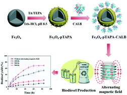 Graphical abstract: Polyamine-induced tannic acid co-deposition on magnetic nanoparticles for enzyme immobilization and efficient biodiesel production catalysed by an immobilized enzyme under an alternating magnetic field