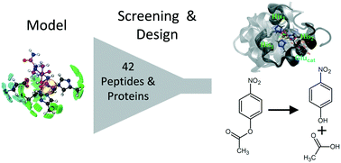 Graphical abstract: Hydrolytic zinc metallopeptides using a computational multi-state design approach