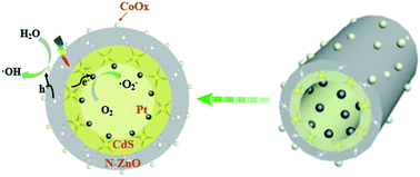 Graphical abstract: Spatially separated cocatalysts for efficient charge separation: a hollow Pt/CdS/N–ZnO/CoOx graphene microtubule with high stability for photocatalytic reactions and sustainable recycling